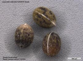   Seeds:   Lepyrodia valliculae ; Photo by South Australian Seed Conservation Centre, used with permission
